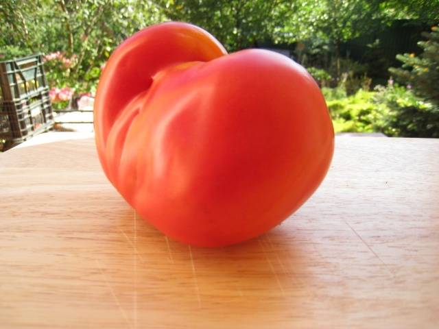 Tomato Pride of Siberia: reviews + photos