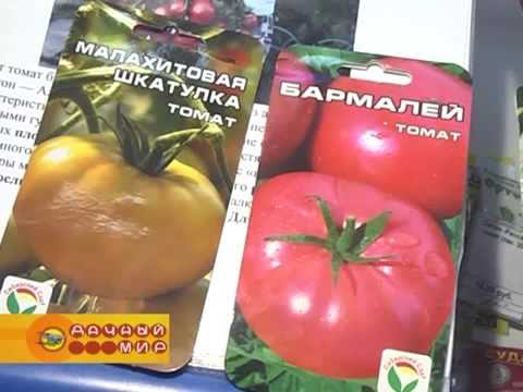 Tomato Pride of Siberia: reviews + photos