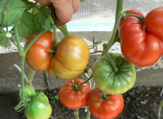 Tomato Pride of Siberia: reviews + photos