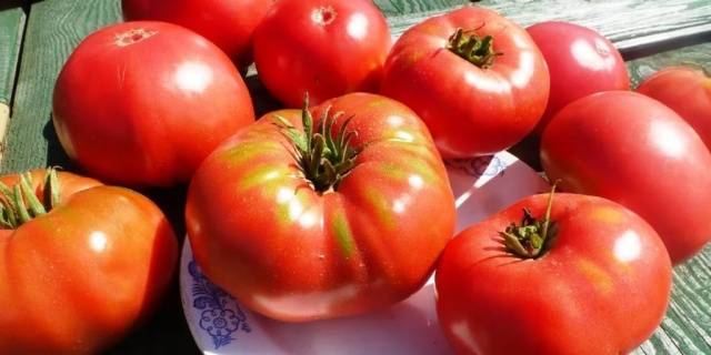 Tomato Pride of Siberia: reviews + photos