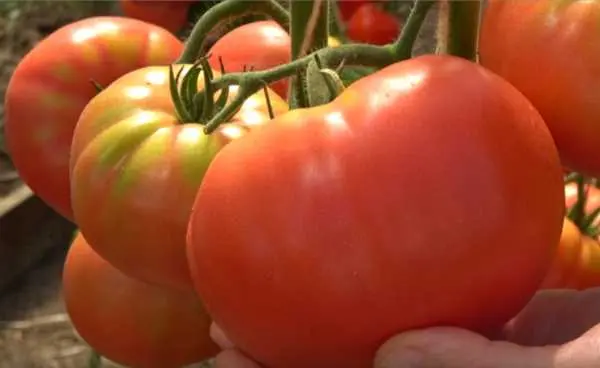 Tomato Pride of the feast