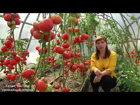 Tomato Pride of the feast