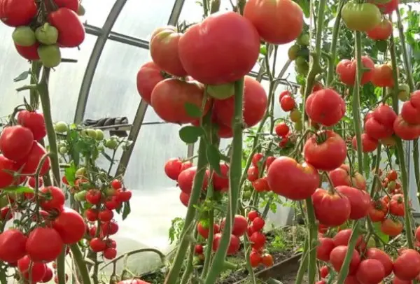 Tomato Pride of the feast