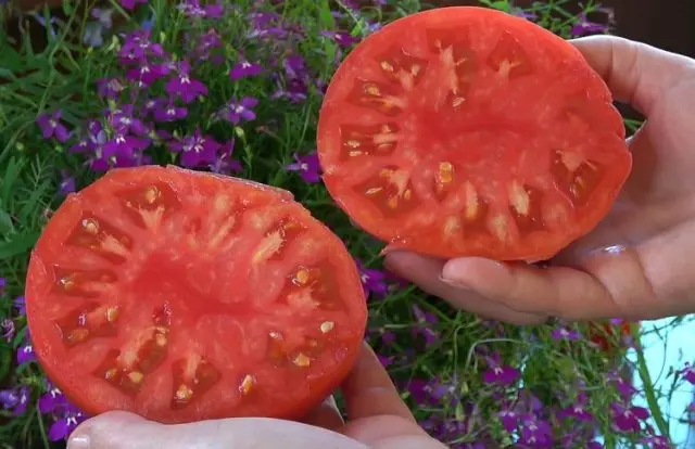 Tomato Pride of the feast