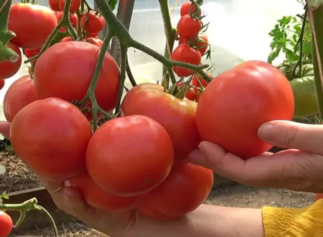 Tomato Pride of the feast