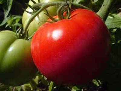 Tomato Pride of the feast