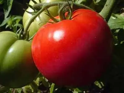 Tomato Pride of the feast