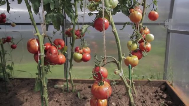 Tomato Pride of the feast