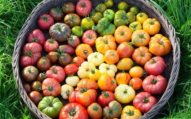 Tomato Puzata hata: characteristics and description of the variety