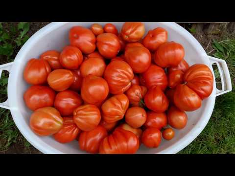 Tomato Puzata hata: characteristics and description of the variety