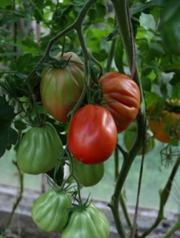 Tomato Puzata hata: characteristics and description of the variety