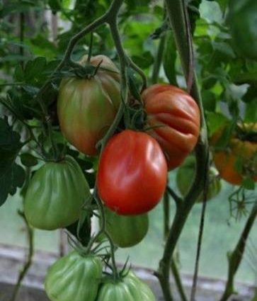 Tomato Puzata hata: characteristics and description of the variety