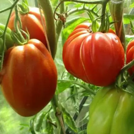 Tomato Puzata hata: characteristics and description of the variety