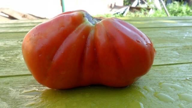 Tomato Puzata hata: characteristics and description of the variety