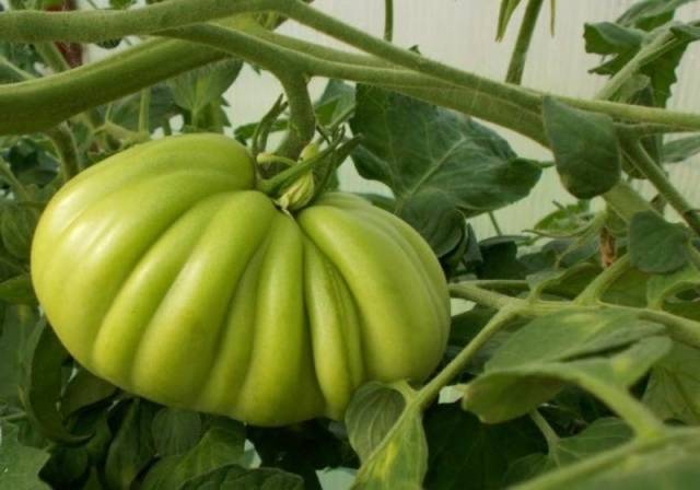 Tomato Puzata hata: characteristics and description of the variety