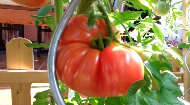 Tomato Puzata hata: characteristics and description of the variety