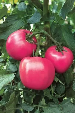 Tomato Raspberry miracle: characteristics and description of the variety