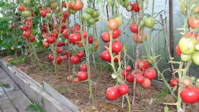 Tomato Raspberry miracle: characteristics and description of the variety