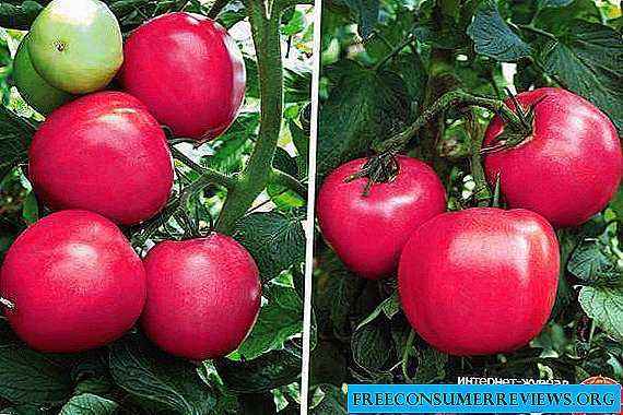 Tomato Raspberry miracle: characteristics and description of the variety