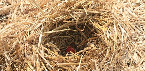 Tomato Red Rooster: characteristics and description of the variety