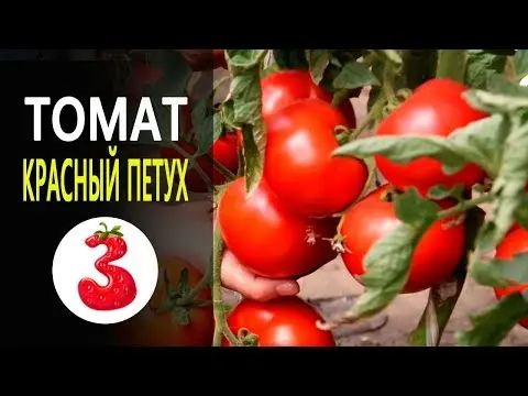 Tomato Red Rooster: characteristics and description of the variety