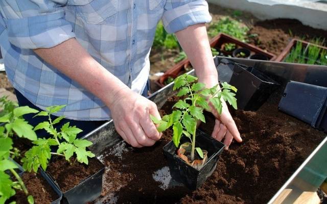 Tomato Red Rooster: characteristics and description of the variety