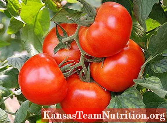 Tomato Red Rooster: characteristics and description of the variety