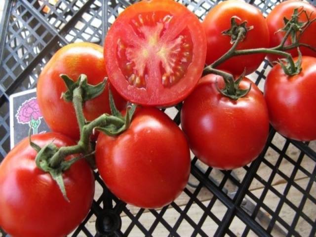 Tomato Riddle: characteristics and description of the variety