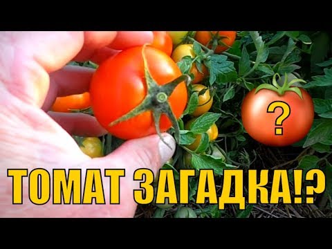 Tomato Riddle: characteristics and description of the variety