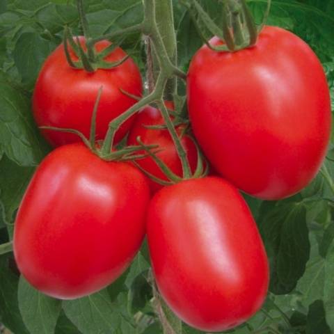 Tomato Rio Grande: reviews, photos, yield