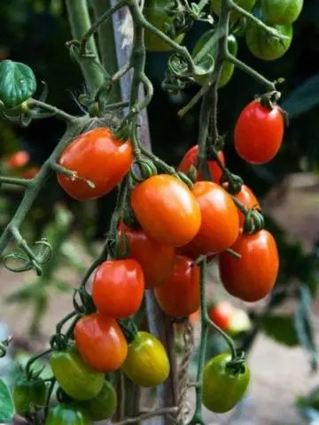 Tomato Rio Grande: reviews, photos, yield