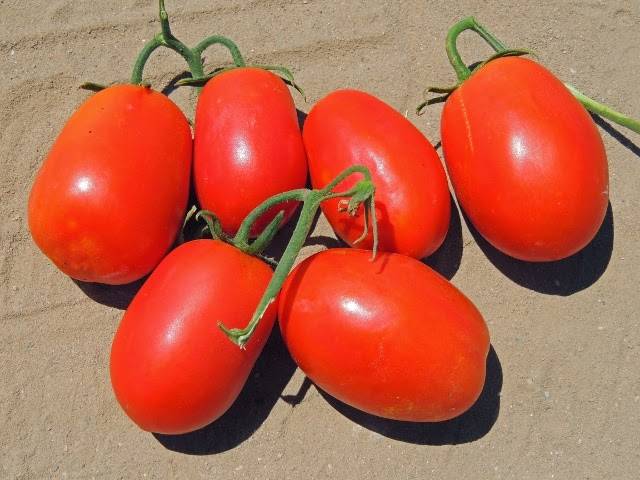 Tomato Rio Grande: reviews, photos, yield