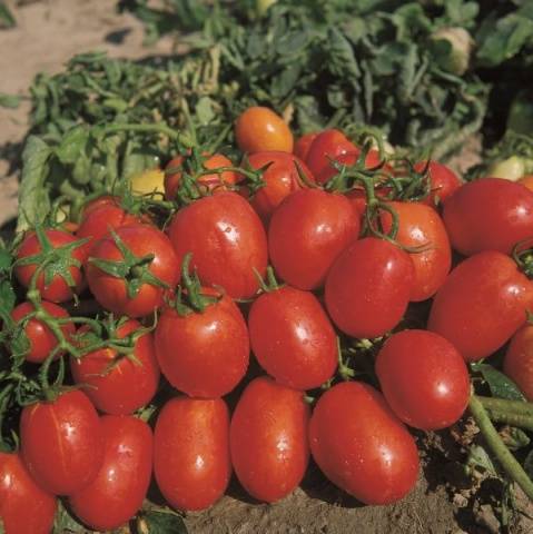 Tomato Rio Grande: reviews, photos, yield