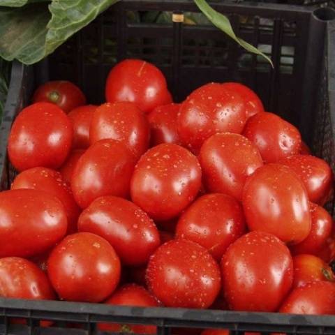 Tomato Rio Grande: reviews, photos, yield