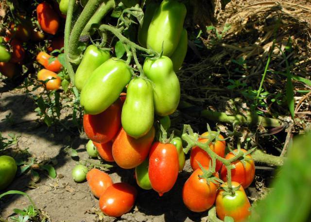 Tomato Rocket: reviews, photos, yield