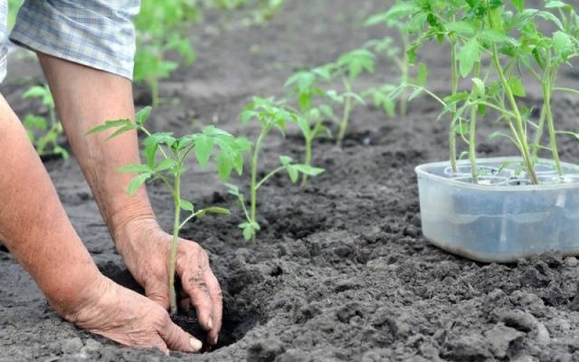 Tomato Rocket: reviews, photos, yield