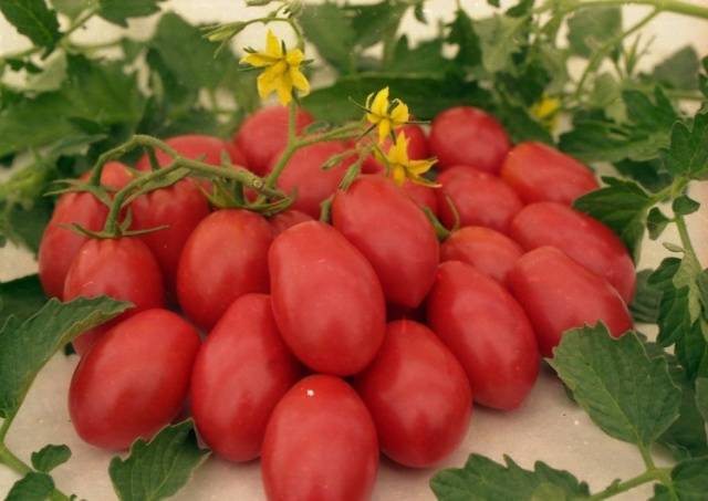 Tomato Rocket: reviews, photos, yield