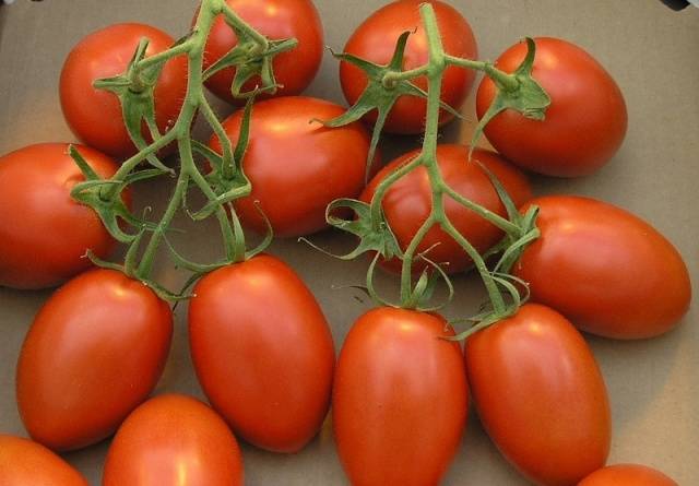 Tomato Roma: variety description, photos, reviews