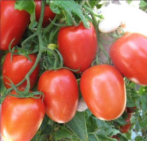 Tomato Roma: variety description, photos, reviews