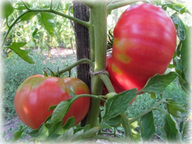 Tomato Rose Honey