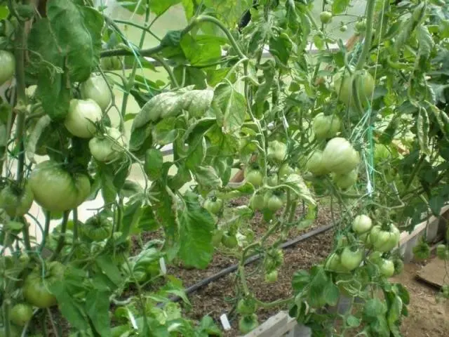 Tomato Rose Honey