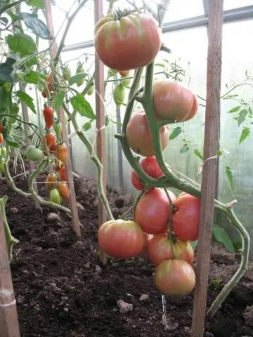 Tomato Rose Honey