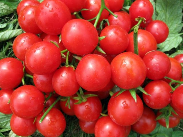 Tomato Rose of the Winds: characteristics and description of the variety