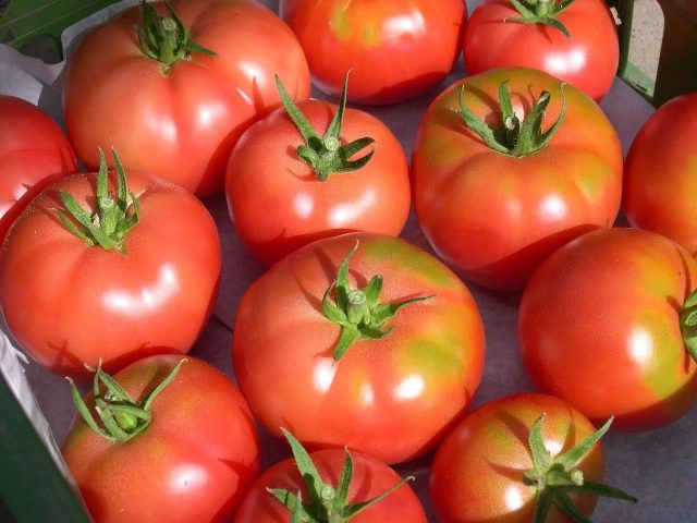 Tomato Rose of the Winds: characteristics and description of the variety