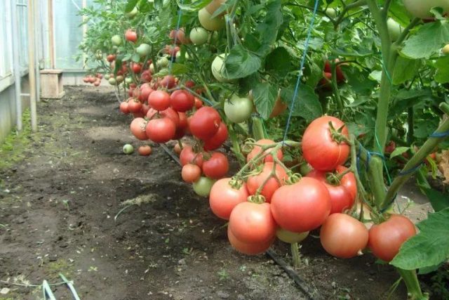 Tomato Rose of the Winds: characteristics and description of the variety