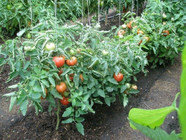 Tomato Rose of the Winds: characteristics and description of the variety