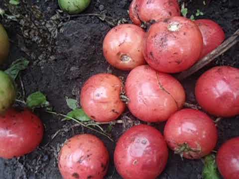 Tomato Rose of the Winds: characteristics and description of the variety