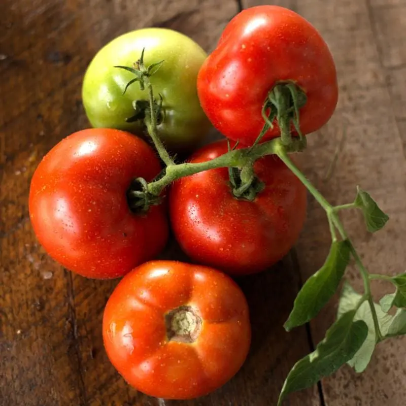 Tomato Rosemary F1: reviews, photos, yield