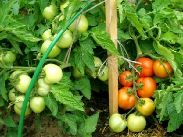 Tomato Sanka: advantages and disadvantages of a productive variety