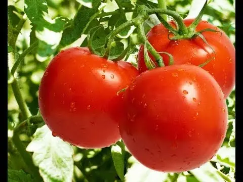 Tomato Sanka: advantages and disadvantages of a productive variety